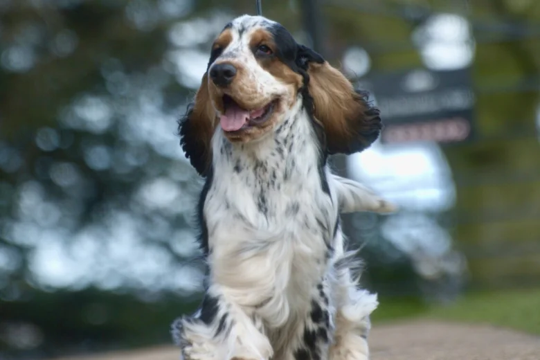 Cocker Spaniel (Show)
