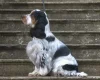 Cocker Spaniel (Show)