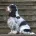 Cocker Spaniel (Show)