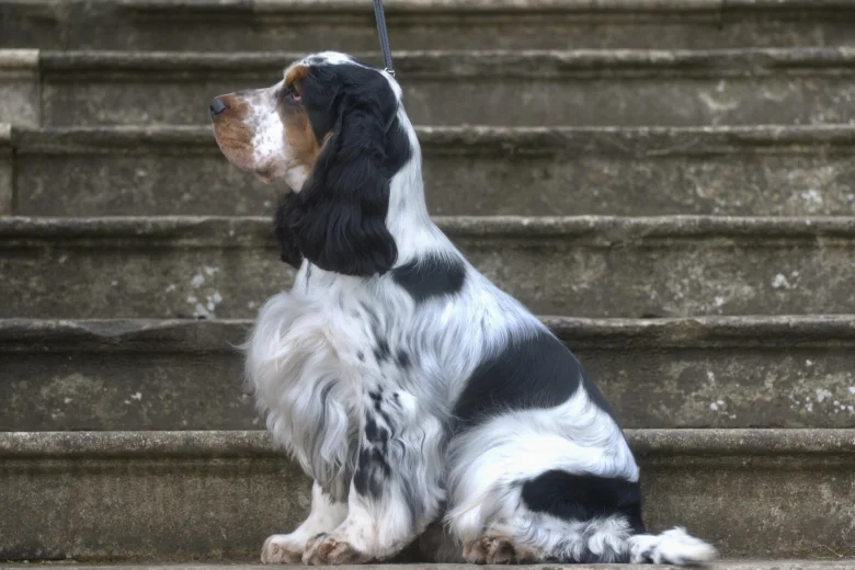 Cocker Spaniel (Show)