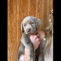 Labrador Retriever - Dogs