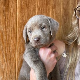 Labrador Retriever - Dogs