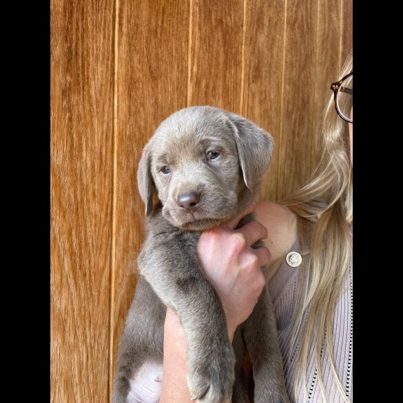 Labrador Retriever - Dogs