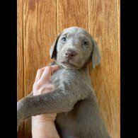Labrador Retriever - Dogs