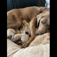 Labrador Retriever - Dogs