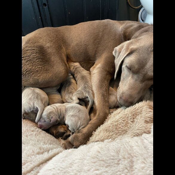 Labrador Retriever - Dogs