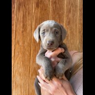 Labrador Retriever - Dogs