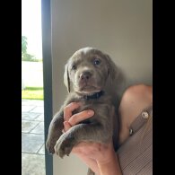 Labrador Retriever - Dogs