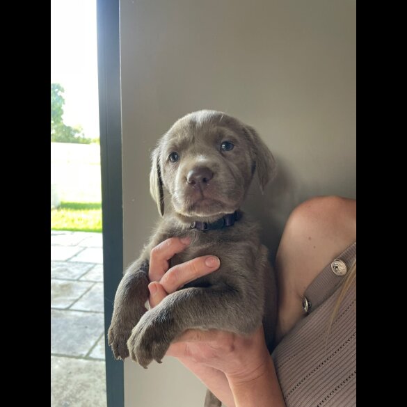 Labrador Retriever - Dogs