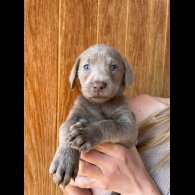 Labrador Retriever - Dogs