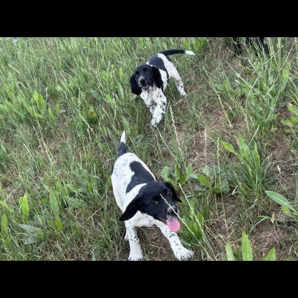 Springador - Both