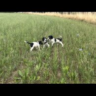 Springador - Both