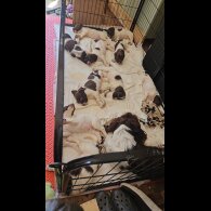 English Springer Spaniel - Both