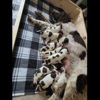 English Springer Spaniel - Both