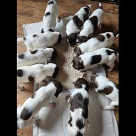 English Springer Spaniel - Both