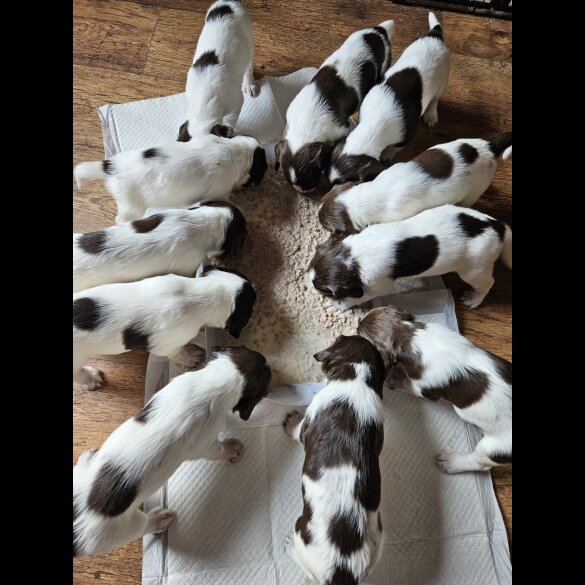 English Springer Spaniel - Both