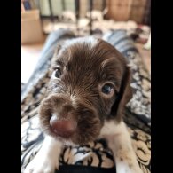 English Springer Spaniel - Both