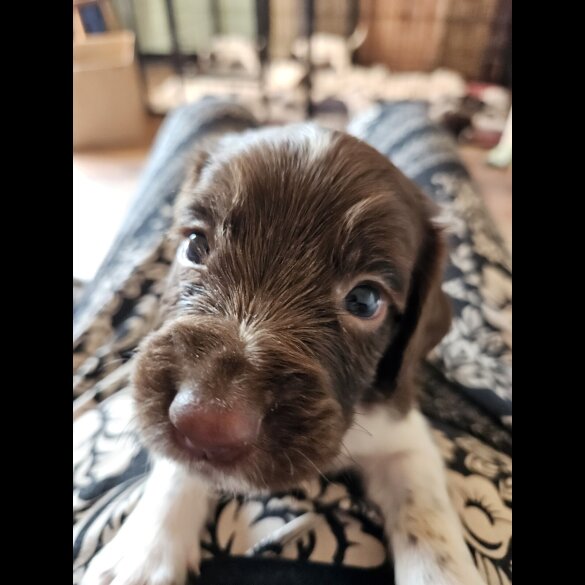English Springer Spaniel - Both