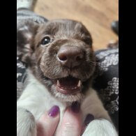 English Springer Spaniel - Both