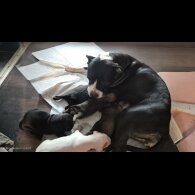 Mixed Breed - Both