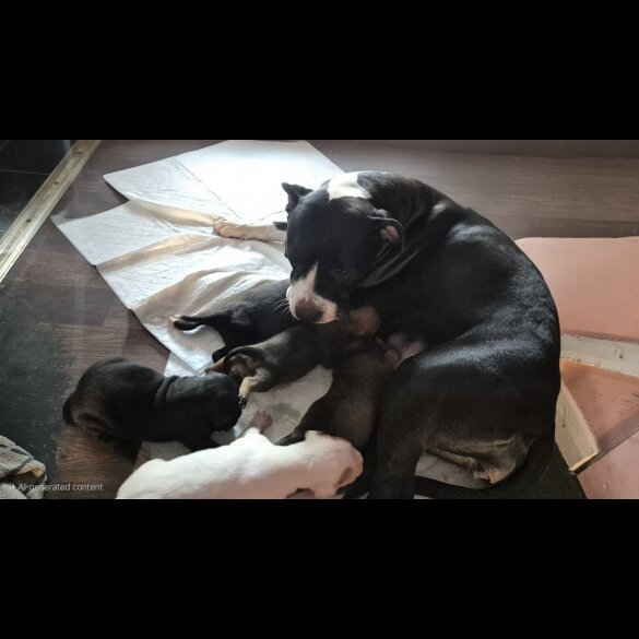 Mixed Breed - Both