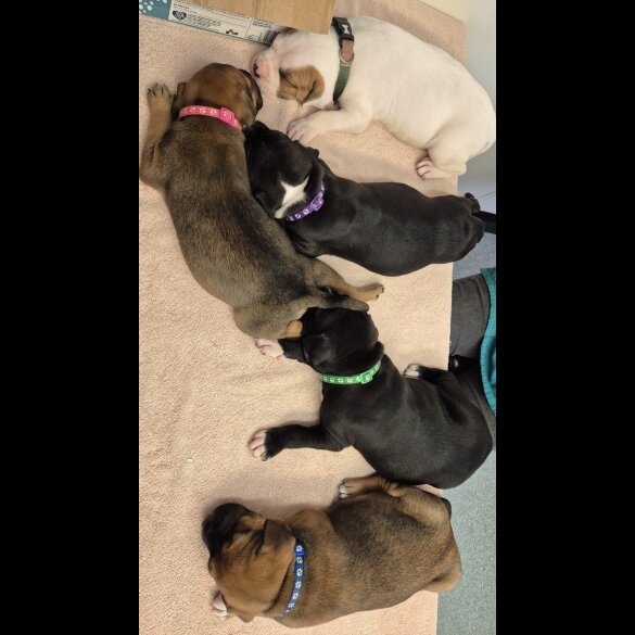 Mixed Breed - Both
