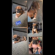 Mixed Breed - Both