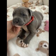 Staffordshire Bull Terrier - Both