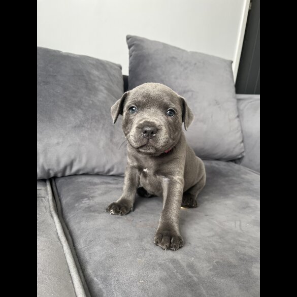 Staffordshire Bull Terrier - Both