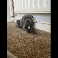Staffordshire Bull Terrier - Both