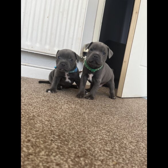 Staffordshire Bull Terrier - Both