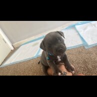 Staffordshire Bull Terrier - Both