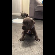 Staffordshire Bull Terrier - Both