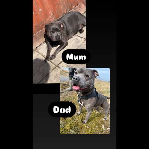 Staffordshire Bull Terrier - Bitches