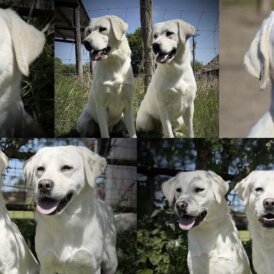 Labrador Retriever - Both