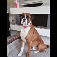 Boxer