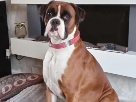Boxer