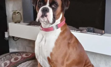 Boxer