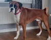 Boxer