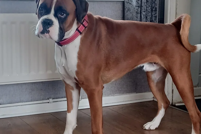 Boxer