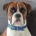 Boxer