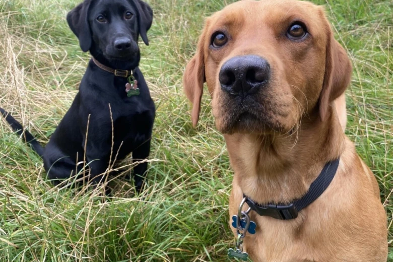 Labrador Retriever