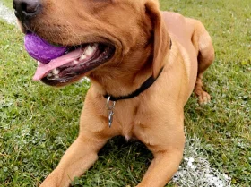 Labrador Retriever