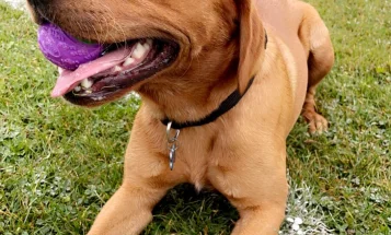 Labrador Retriever