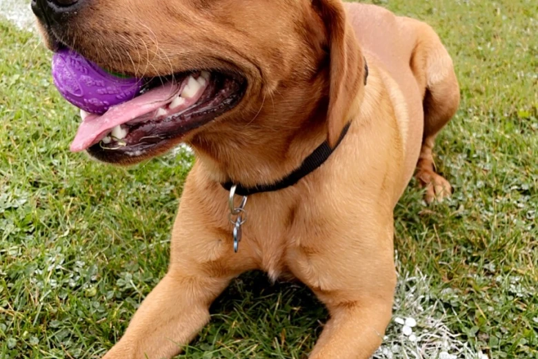 Labrador Retriever