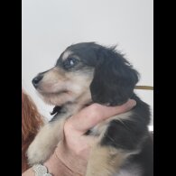 Dachshund (Standard &amp; Miniature) - Dogs