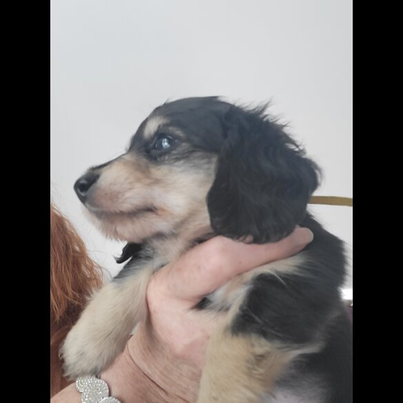 Dachshund (Standard &amp; Miniature) - Dogs