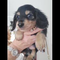 Dachshund (Standard &amp; Miniature) - Dogs