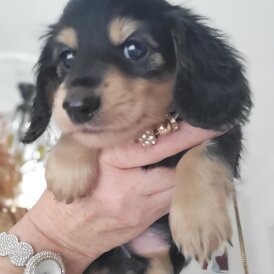 Dachshund (Standard &amp; Miniature) - Dogs