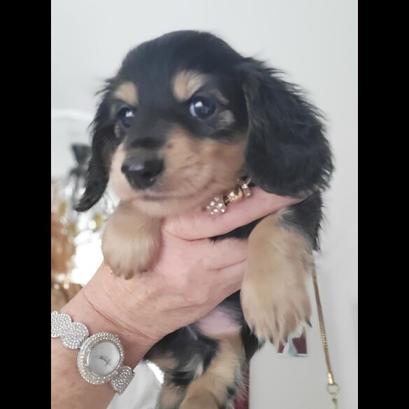 Dachshund (Standard &amp; Miniature) - Dogs